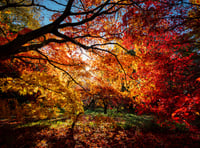 Forest View with Dave Kent