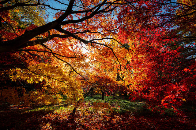 Forest View with Dave Kent