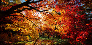 Forest View with Dave Kent