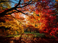 Forest View with Dave Kent