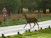 Driver warning and tips from GEM: deer are on the move