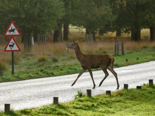 Driver warning and tips from GEM: deer are on the move