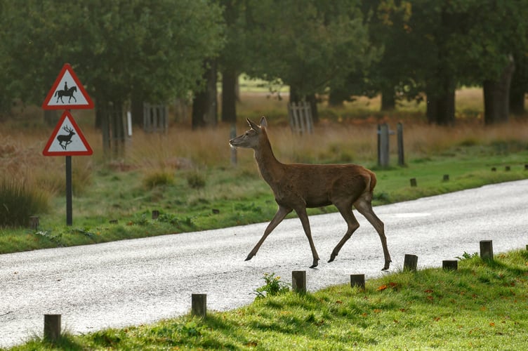 Caution deer crossing the road