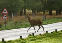 If you're out and about keep an eye open for roaming deer