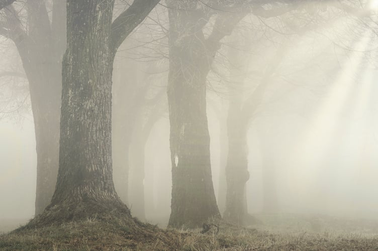 Fog