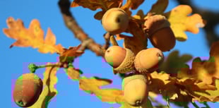 'Spur of the moment' oak felling costs Coleford couple almost £5k