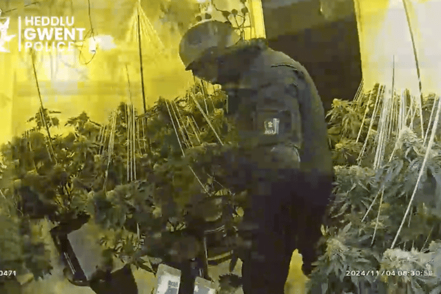 Police raid uncovers cannabis farm in disused town centre premises 