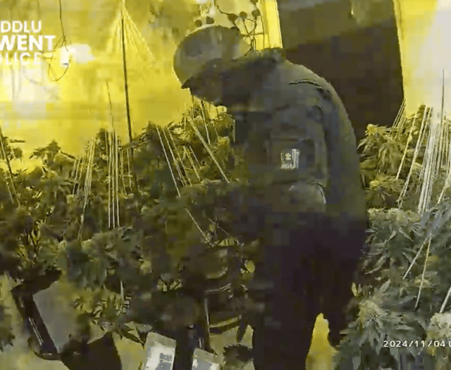 Police raid uncovers cannabis farm in disused town centre premises 