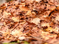 Faith in the Forest with Richard Blagg