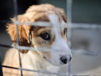Hundreds of pets abandoned in Gloucestershire last winter