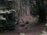Forest film comes to Bristol gallery
