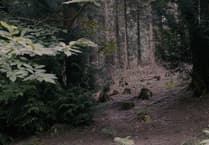 Forest of Dean Sculpture Trail film set for Bristol gallery screening