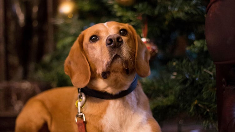 Dogs Trust shares Christmas food advice