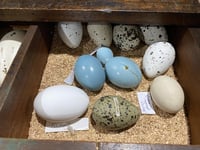 Birds' eggs seized in international police operation