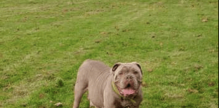 Local dog seeks community support for urgent surgery 