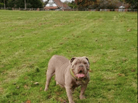 Local dog seeks community support for urgent surgery 