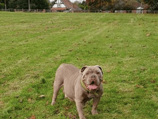Local dog seeks community support for urgent surgery 