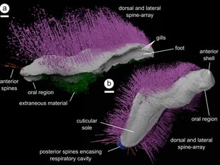 Punk and Emo fossils rock world of science