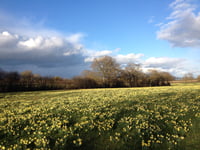 Enjoy the daffodil triangle without your car thanks to free buses
