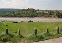 A Forest View with Dave Kent