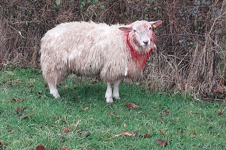 A sheep .with neck injuries.