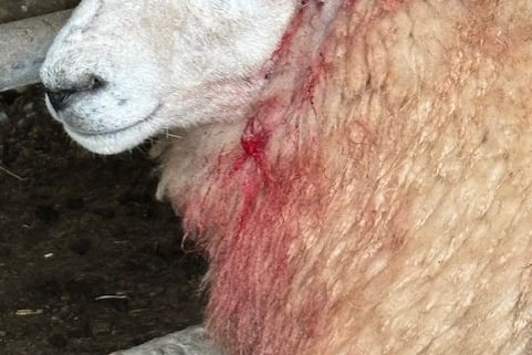 Nine sheep were seriously injured.