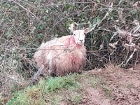 Sheep injured in "dog attack" at Blakeney