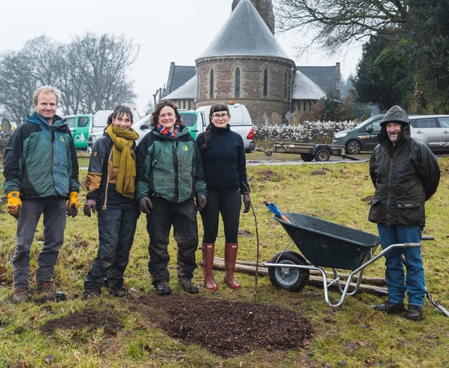 Community comes together to replant walnut trees
