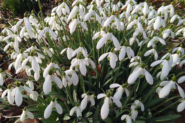 Snowdrops