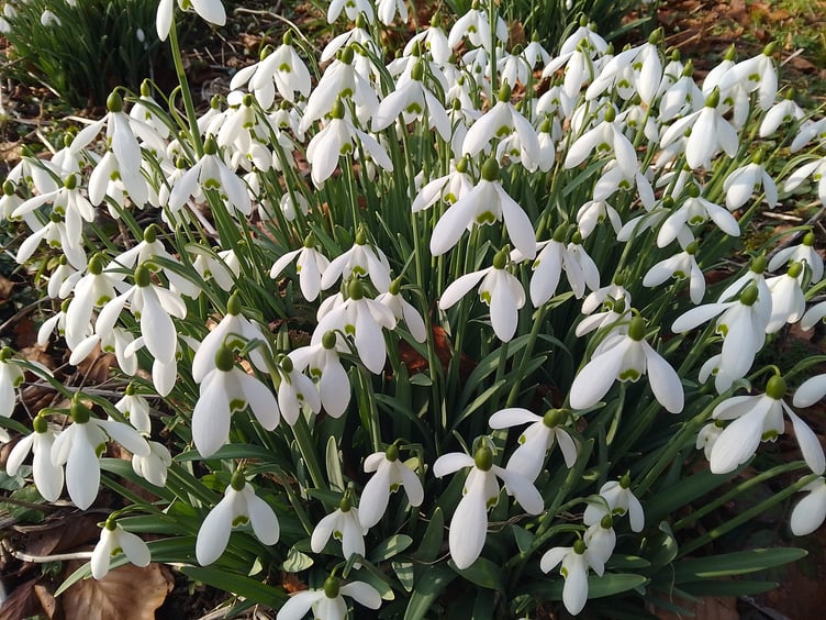 Snowdrops