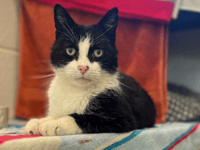 Appeal to help Percy the senior cat