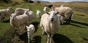 Forest farmer banned for 10 years after sheep die