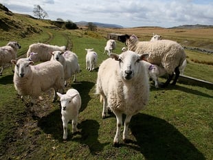 Forest farmer banned for 10 years after sheep die