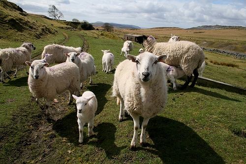 Inspectors found dead and thin sheep in the field