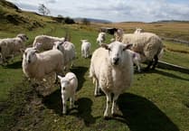 Forest farmer banned for 10 years after sheep die
