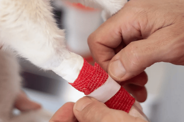 Hartpury University launches small animal first aid course