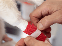 Hartpury University launches small animal first aid course