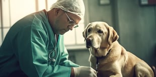 Avoid vet visits  by keeping ‘toxic’ Easter treats away from pets