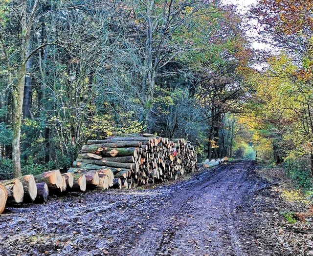 Dymock Tree felling by Forestry England