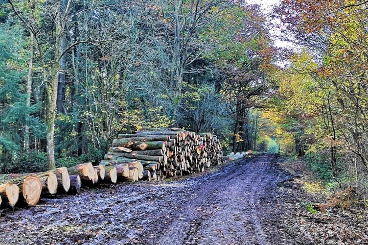 Forestry