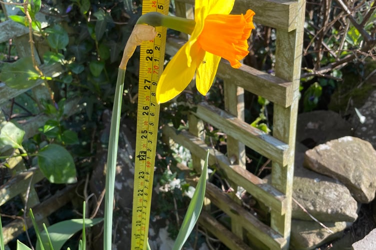 Giant daffodil