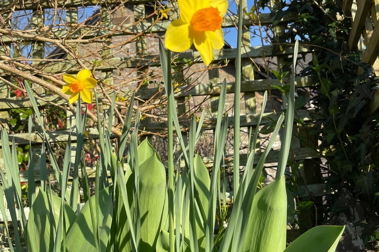 Daffodils