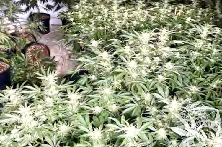 Drone footage detected the use of the farm for growing cannabis