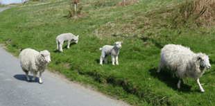 Lambs grazing in Forest of Dean area