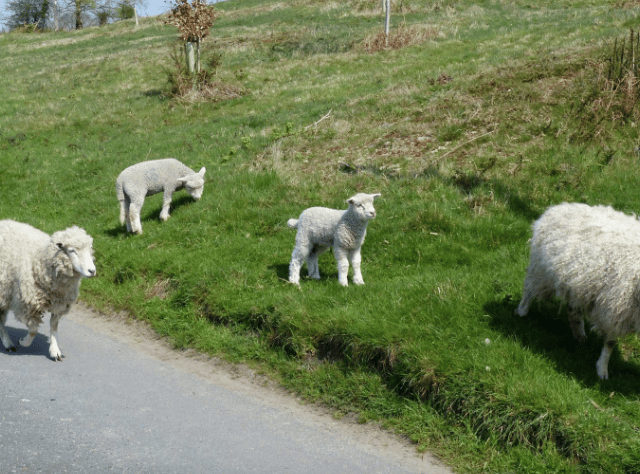 Lambs grazing in Forest of Dean area