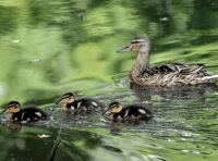 Ducks and ducklings make their way across Forest roads