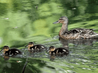 Ducks and ducklings make their way across Forest roads