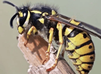 Wasps return as temperatures rise