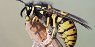 Wasps return as temperatures rise