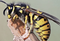 Wasps Back as Temperatures Climb